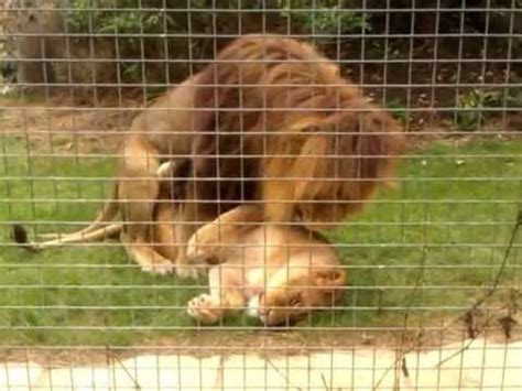 Lion Videos / Zoo Zoo Sex Porn Tube / Most popular Page 1